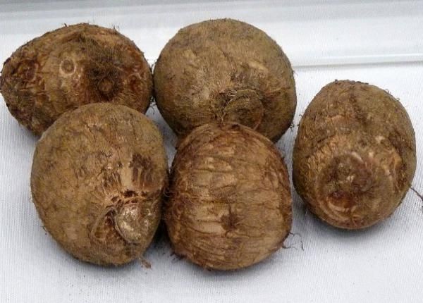 Taro saknes