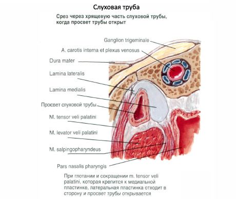 Auditorijas (eustačijas) trompete