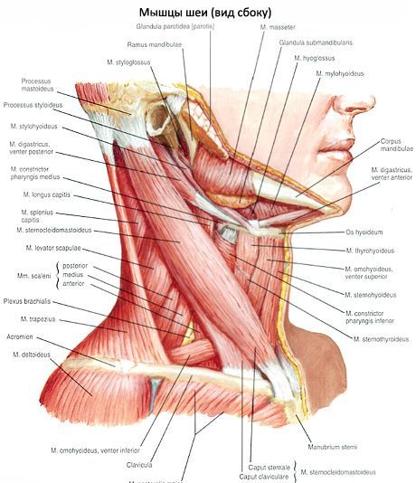 Krūšu-klaviski-mastoidālais muskuļu (m. Sternocleidomastoideus)