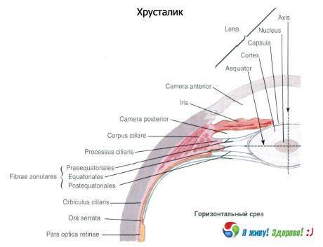 Kristāliskā lēca. Kristāliskā lēcas struktūra.