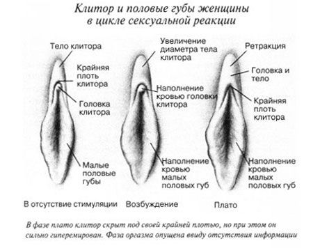Klitors dzimumakta laikā
