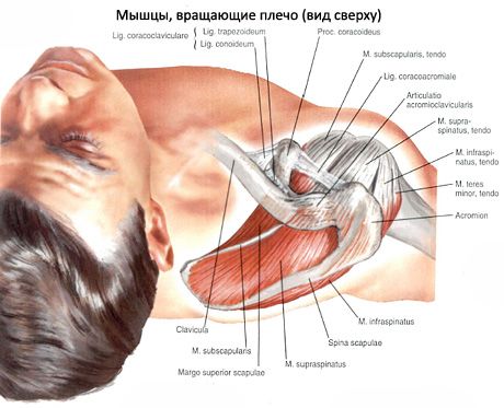 Virsdziedzera un apakšdziedzera muskuļi