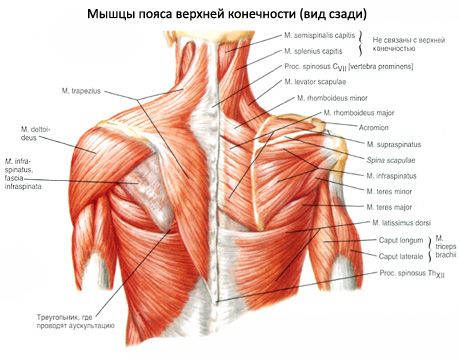 Teres minor un teres major muskuļi