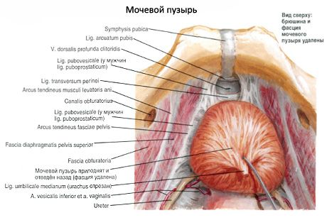 Urīnpūslis (vesica urinaria)
