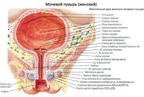 Urīnpūslis (vesica urinaria)