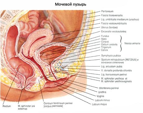 Urīnpūslis (vesica urinaria)