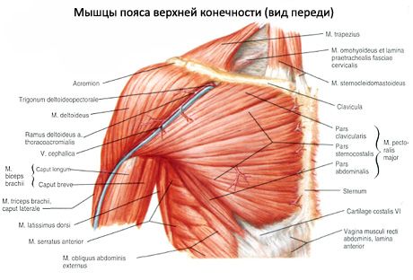 Plecu siksnas muskuļi