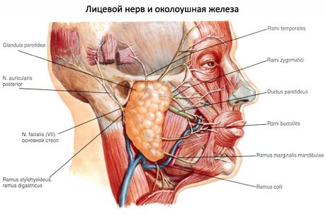Pieauss siekalu dziedzeris