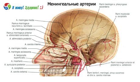 Meningeālās artērijas