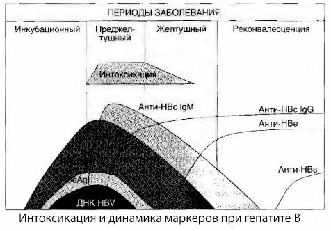 B hepatīta patogeneze
