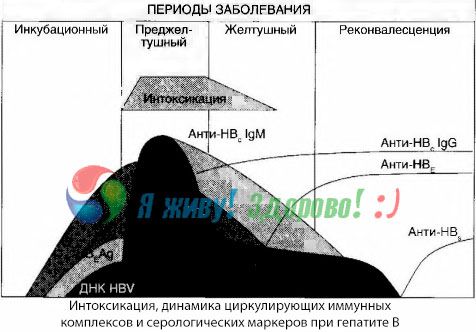 B hepatīta patogeneze