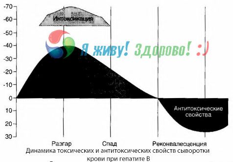 B hepatīta patogeneze