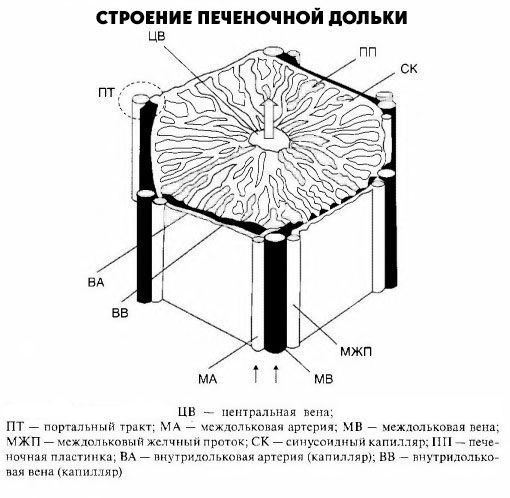 Aknu daiva