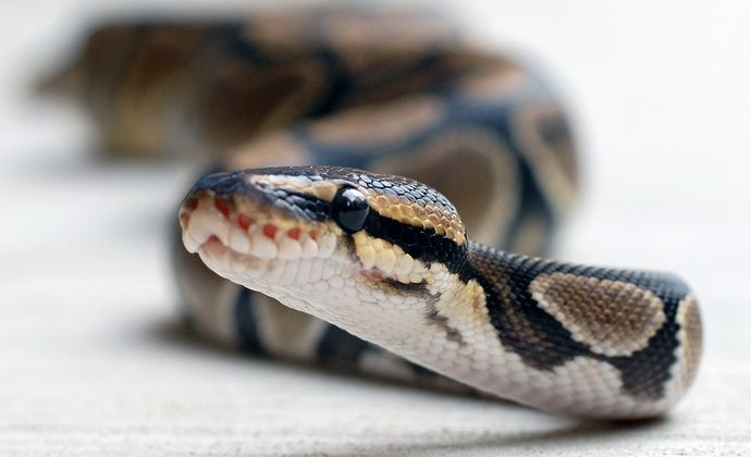 Kā pasargāt sevi no čūskas koduma