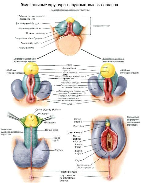 Ārējo dzimumorgānu homologās struktūras