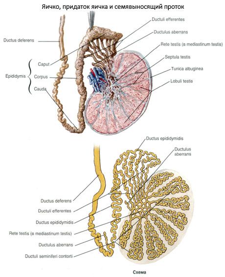 Epididimijs