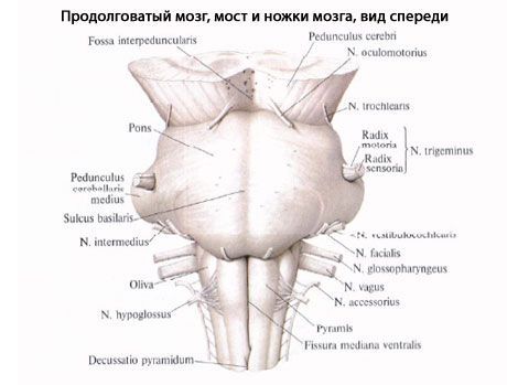 Iegarenās smadzenes