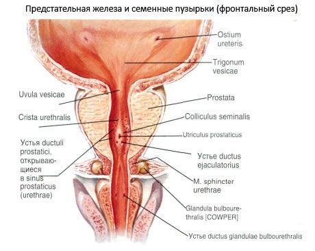 Prostatas dziedzeris (prostata)