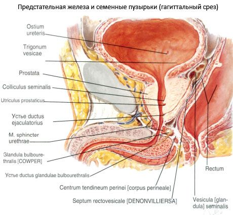 Prostatas dziedzeris (prostata)