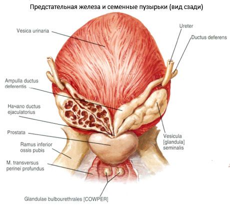 Prostatas dziedzeris (prostata)
