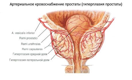 Prostatas dziedzera asinsvadi un nervi