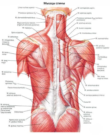 Platākais muguras muskulis