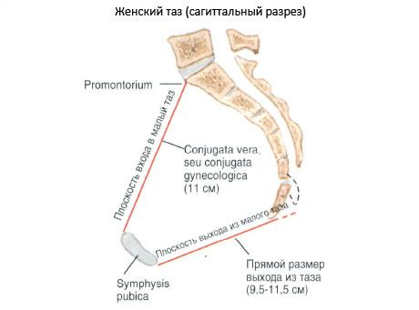 Iegurnis kopumā