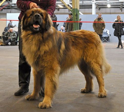 Leonbergers