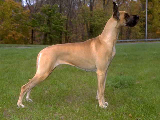 Vācu dogs
