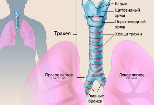 Kas ir traheīts bērnam? Trahejas foto