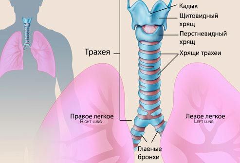 Kas ir traheīts bērnam? Foto traheja 