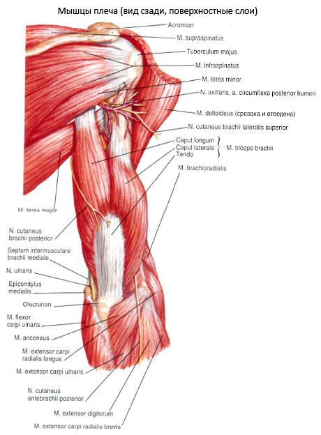 Triceps brachii (tricepsa iegurņa muskulis)