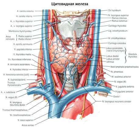 Vairogdziedzeris (dzemdes tireīds)